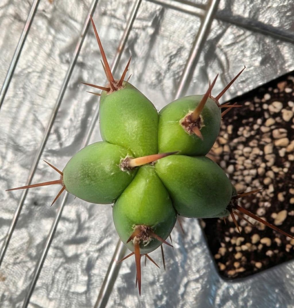 Trichocereus Bridgesii (Achuma / Bolivian Torch)