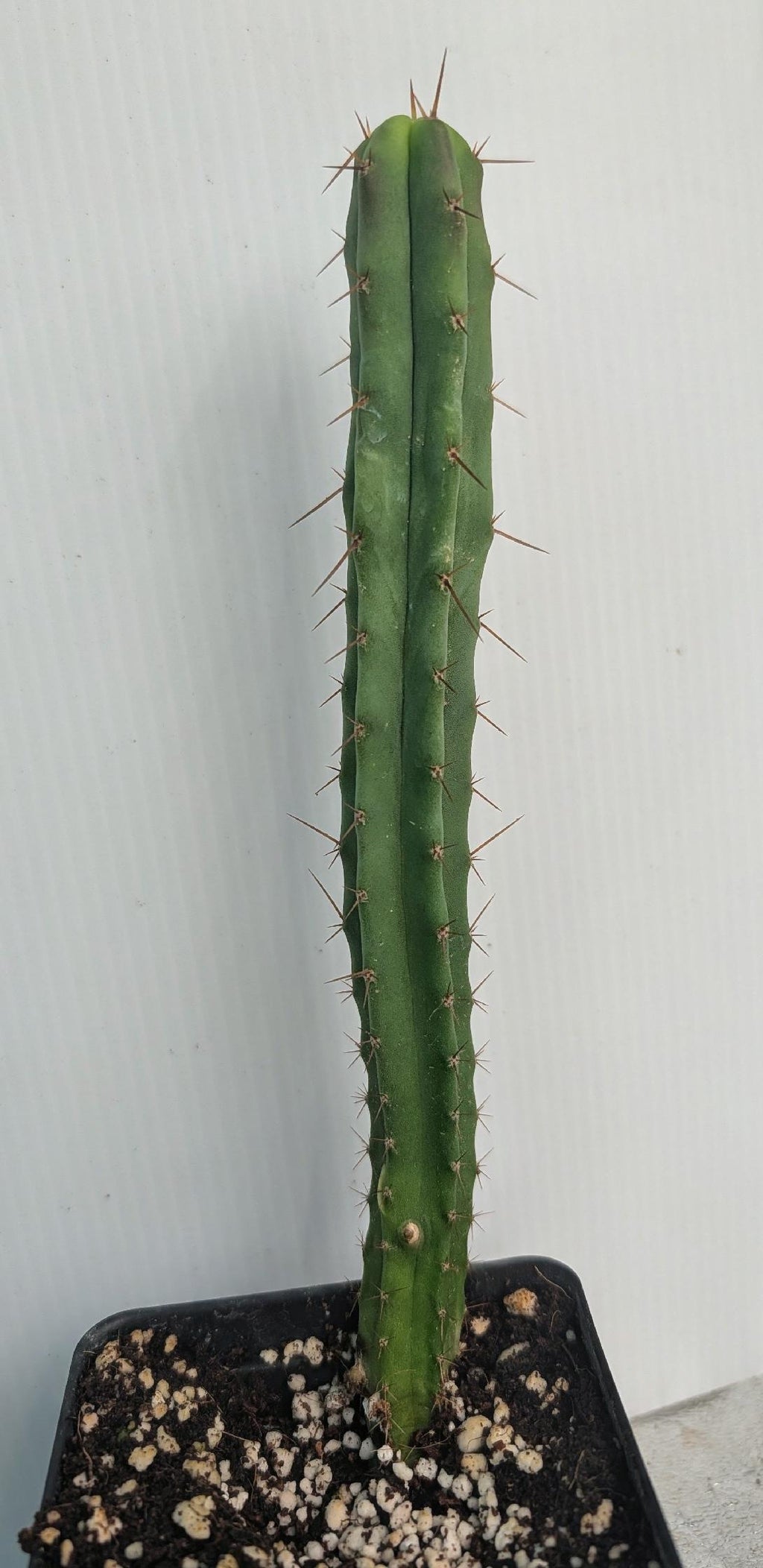 Trichocereus Bridgesii (Achuma / Bolivian Torch)