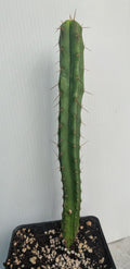 Trichocereus Bridgesii (Achuma / Bolivian Torch)