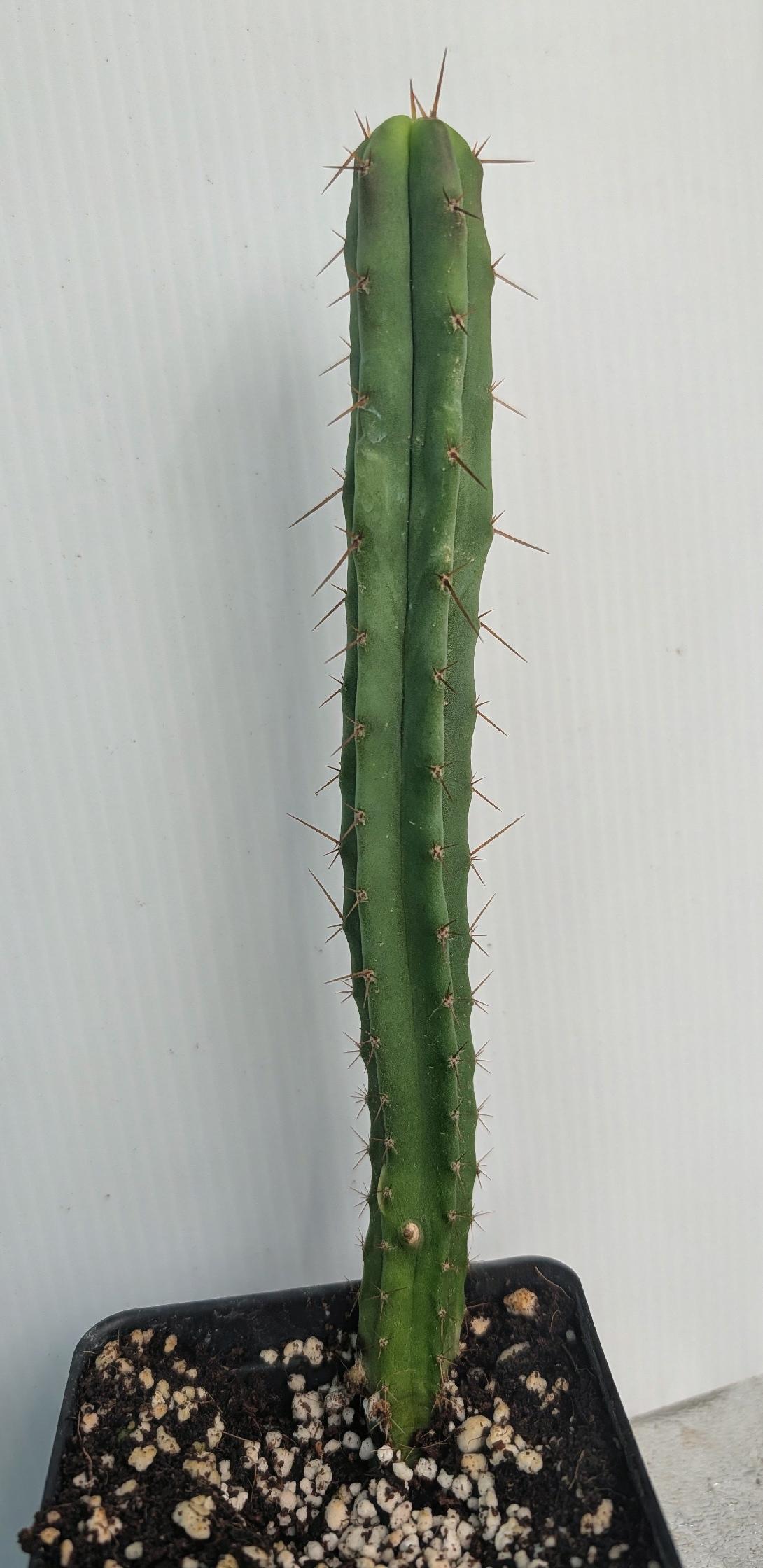 Trichocereus Bridgesii (Achuma / Bolivian Torch)