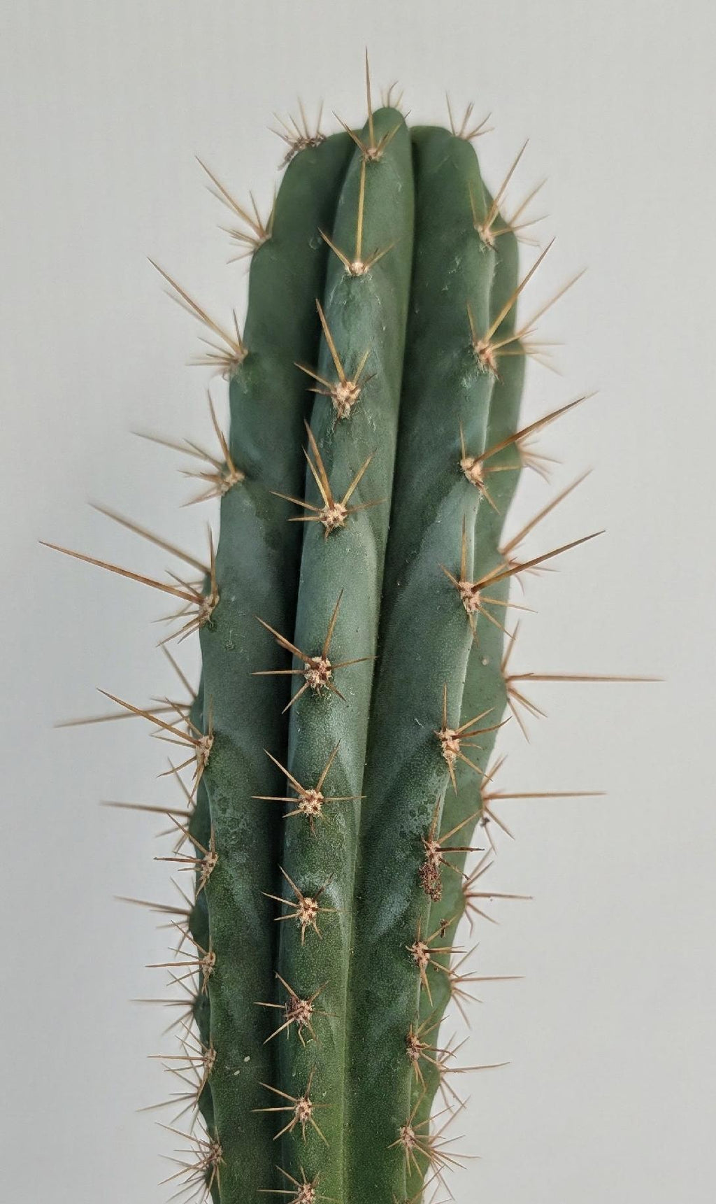 DNA Icaros X SS02