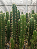 Peruvian Torch- Chavín de Huántar