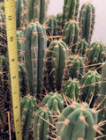 Trichocereus Pachanoi (San Pedro)
