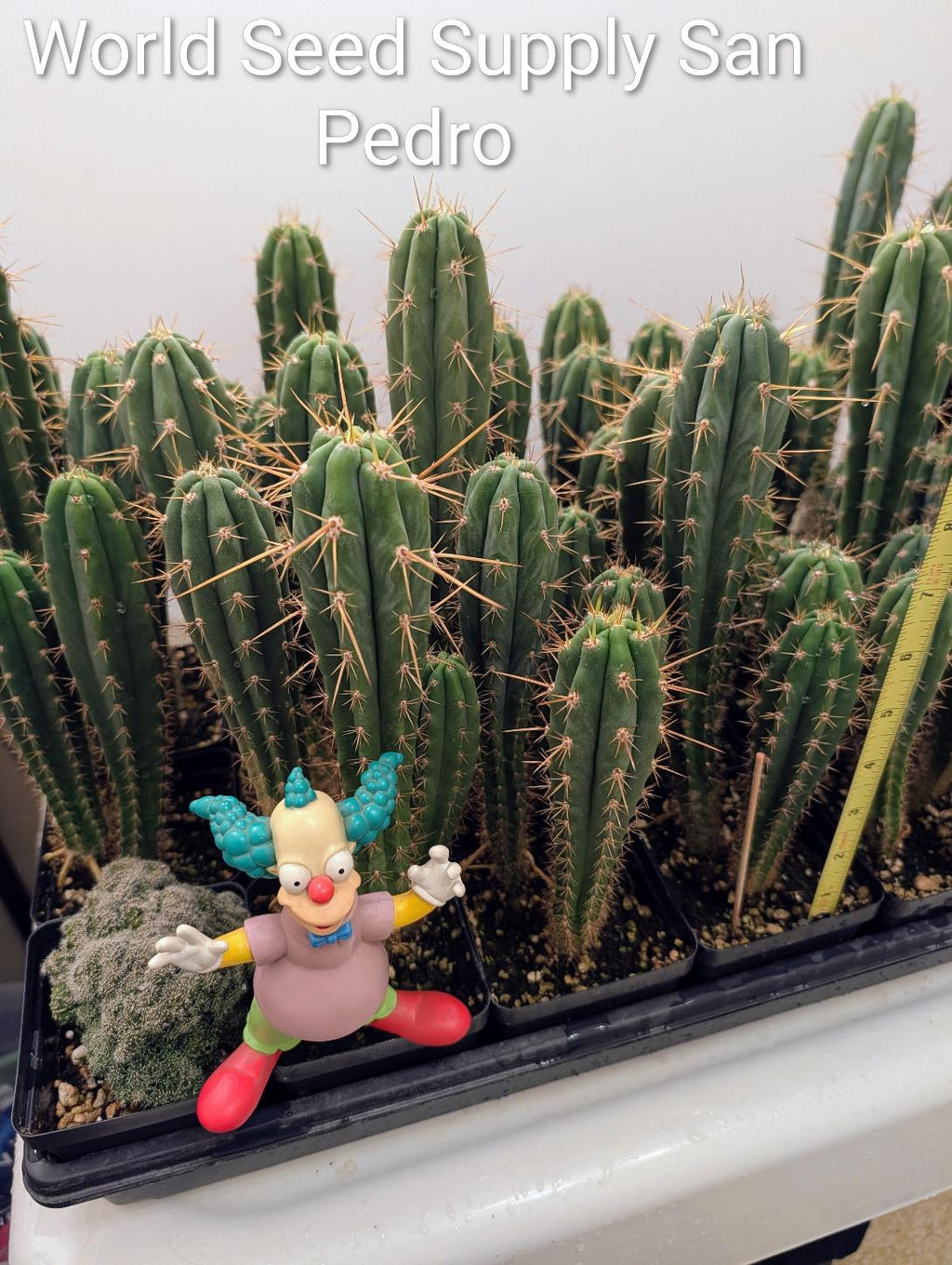 Trichocereus Pachanoi (San Pedro)