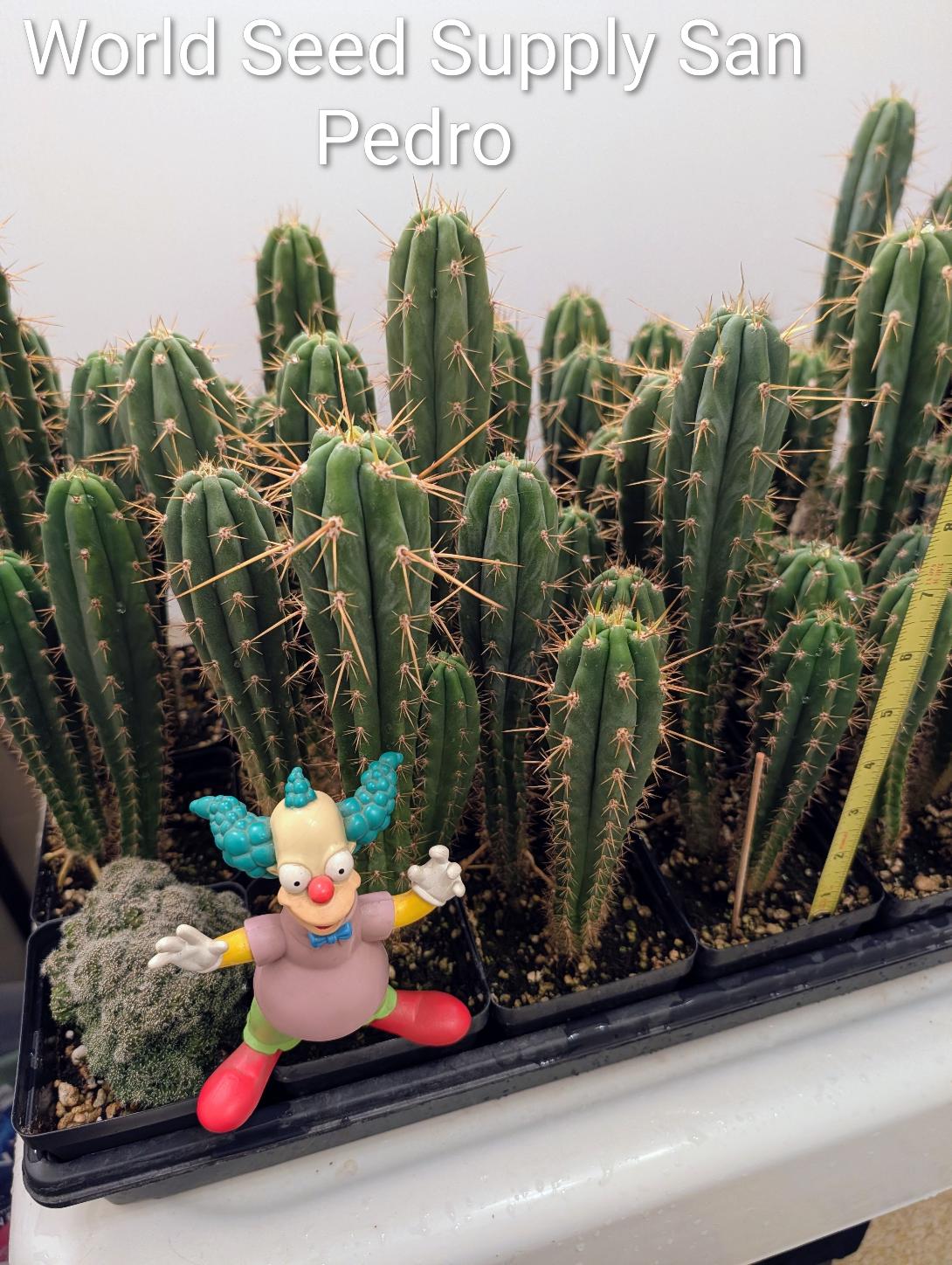 Trichocereus Pachanoi (San Pedro)