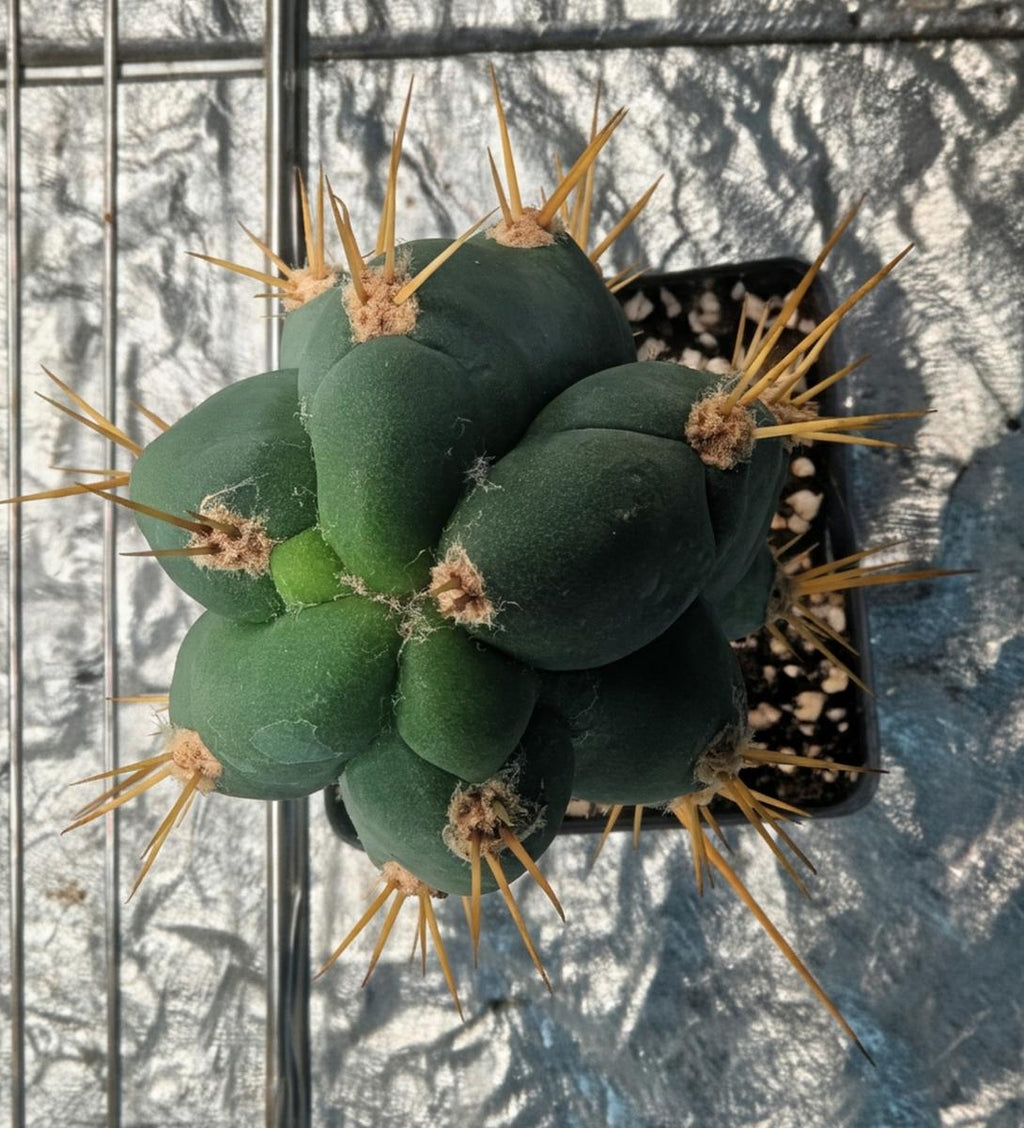 Trichocereus Pachanoi (San Pedro)